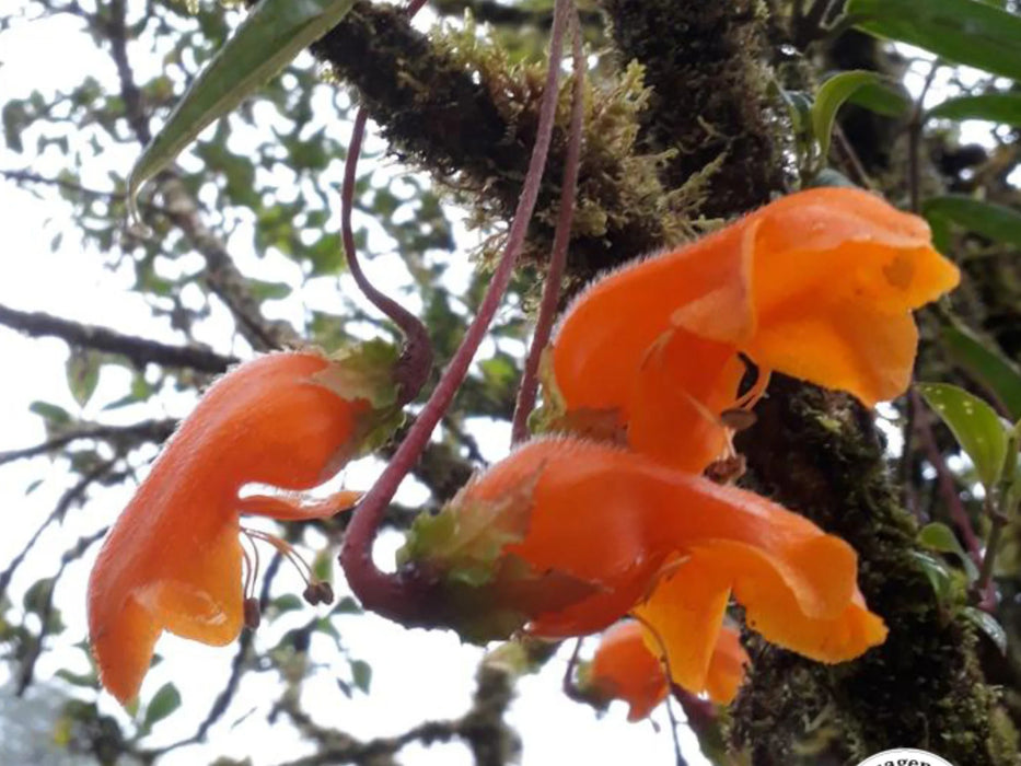 Columnea strigosa