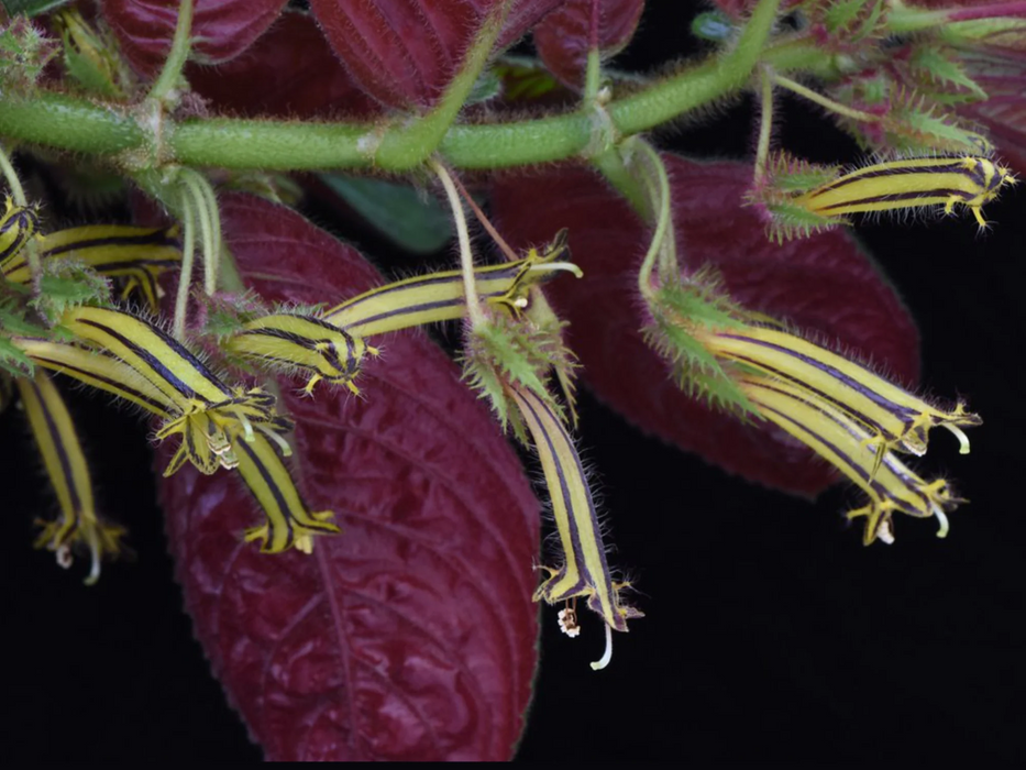 Columnea tenensis