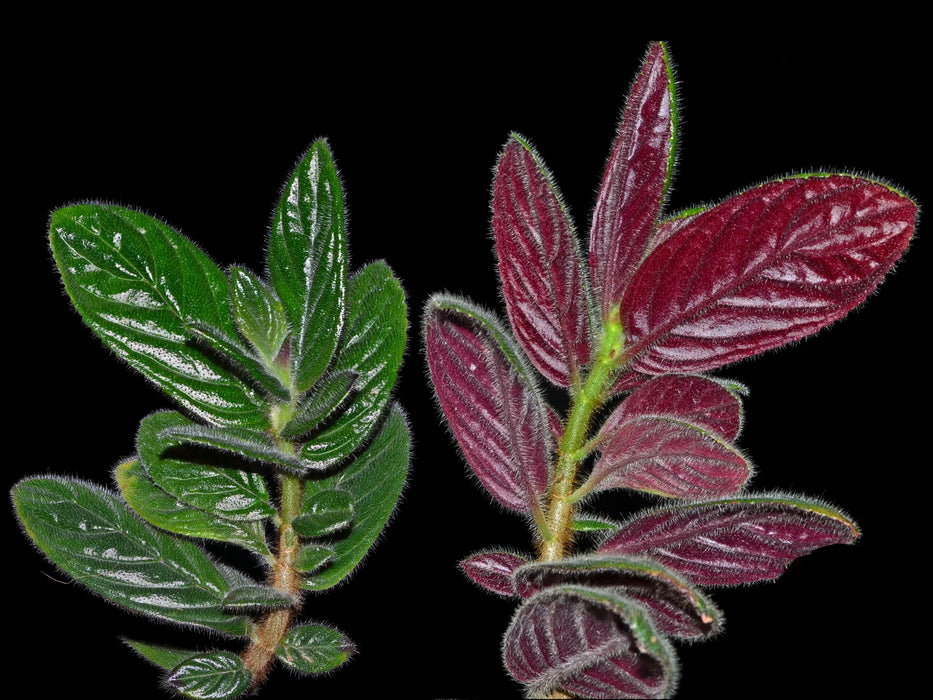 Columnea tenensis