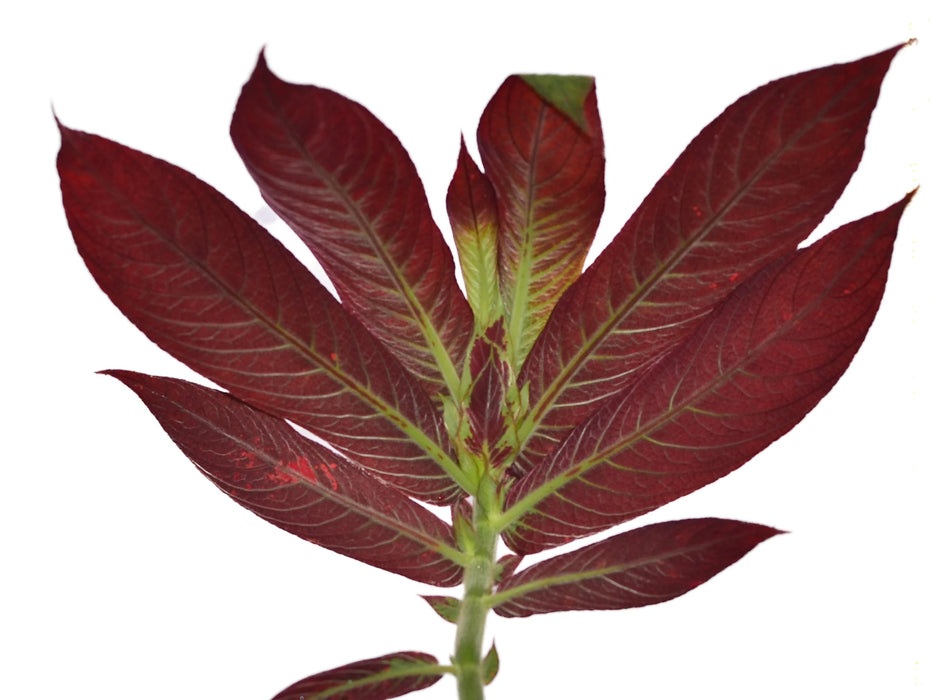 Columnea tessmannii