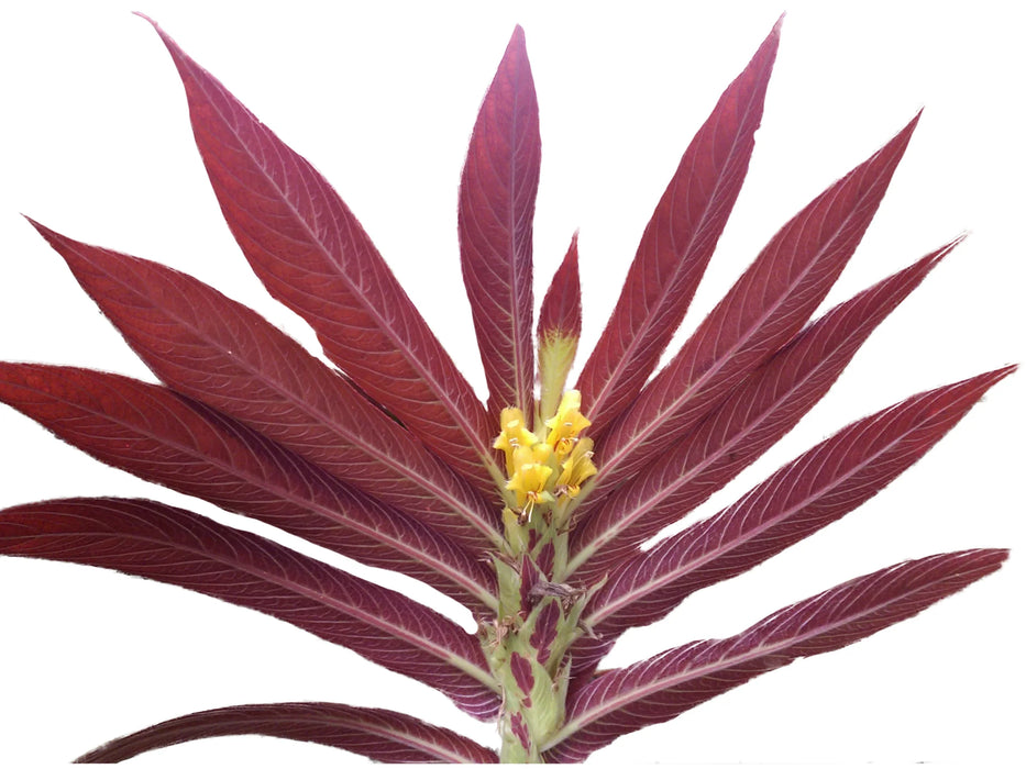 Columnea tessmannii