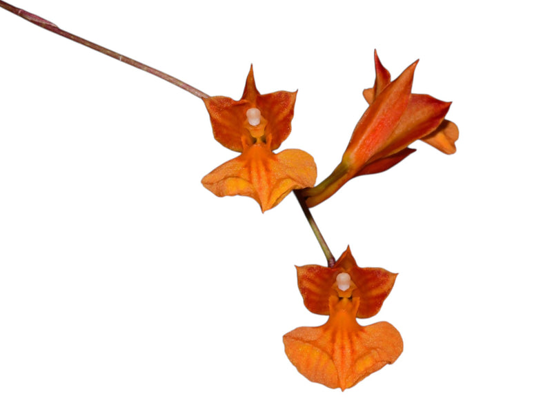 Comparettia Jose Vicente Maldonado