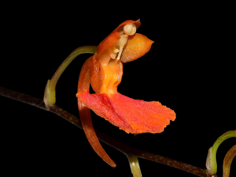 Comparettia coccinea