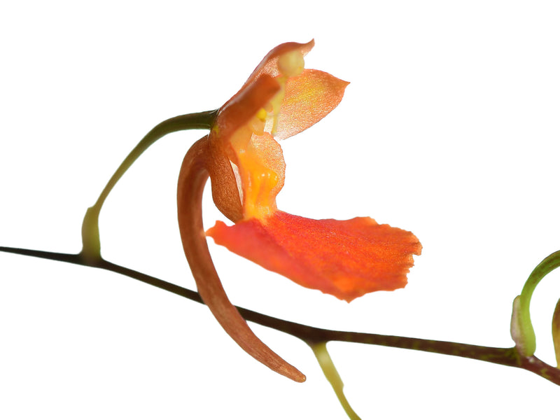 Comparettia coccinea