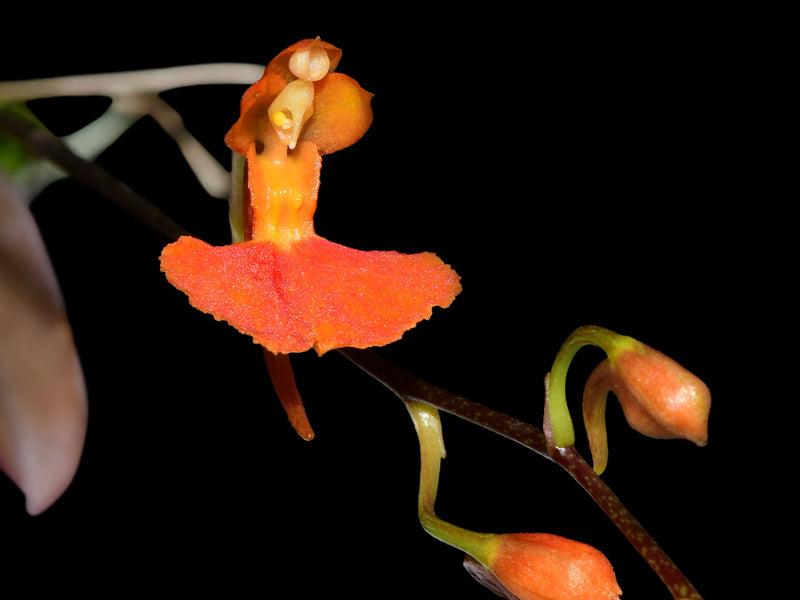 Comparettia coccinea