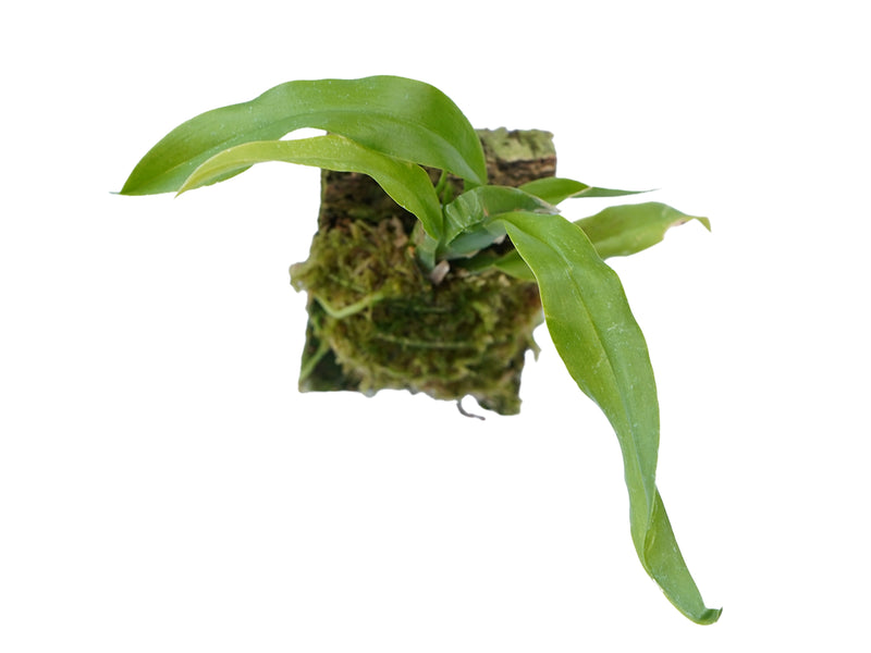 Comparettia macroplectron x Rhynchostele majalis