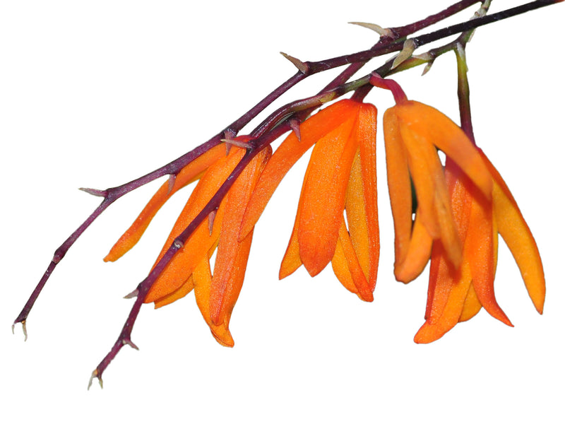 Comparettia portillae