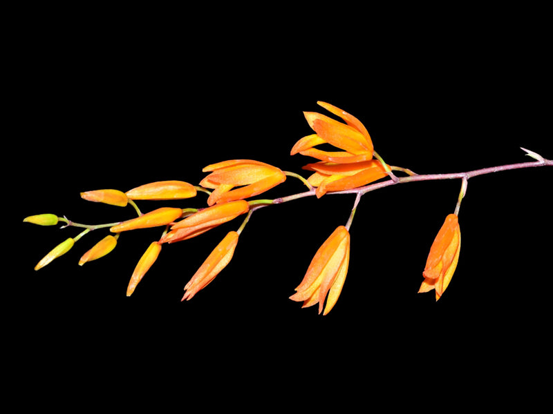 Comparettia portillae