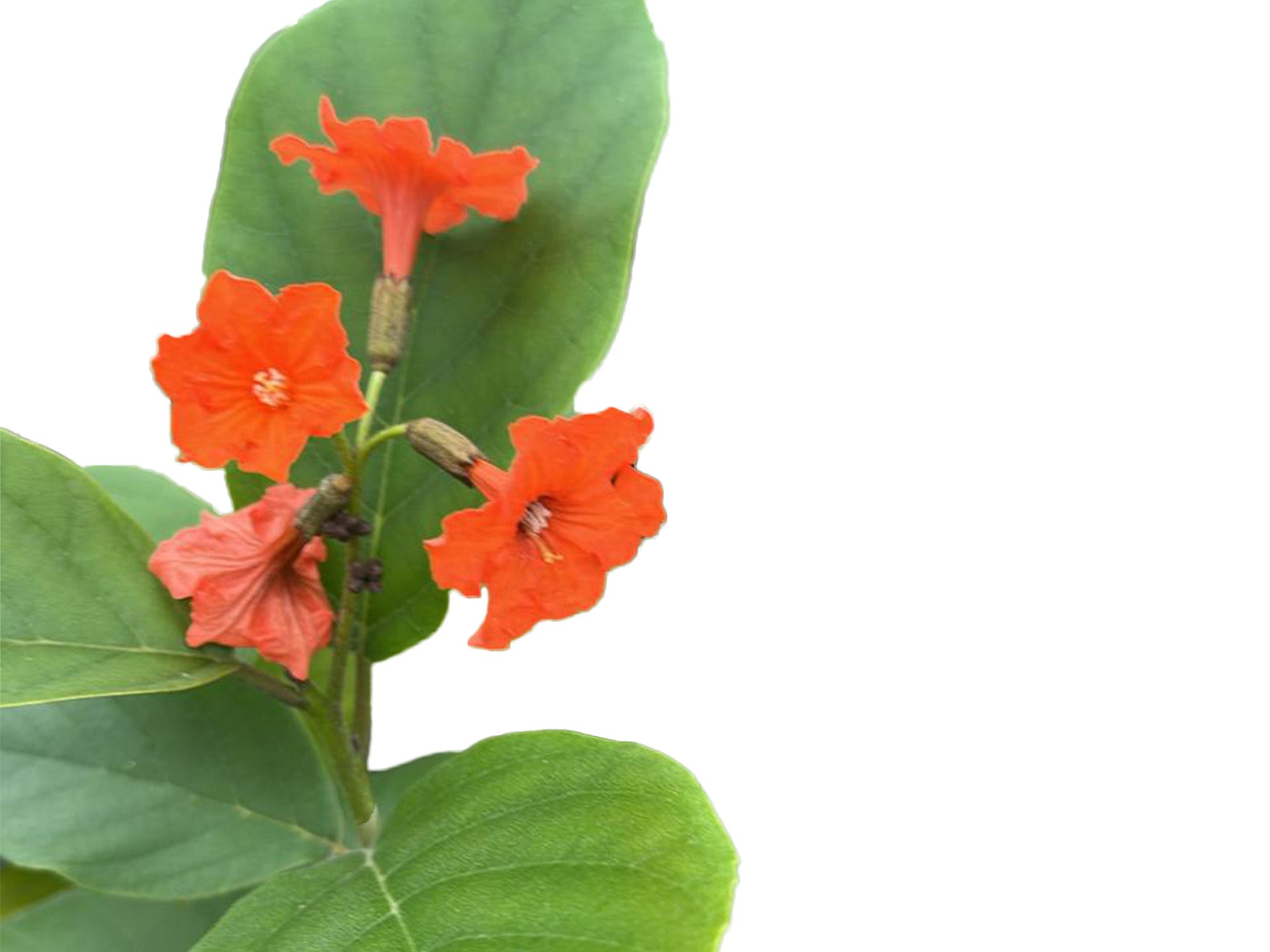 Cordia sebestena