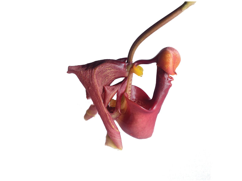 Coryanthes Alex Portilla