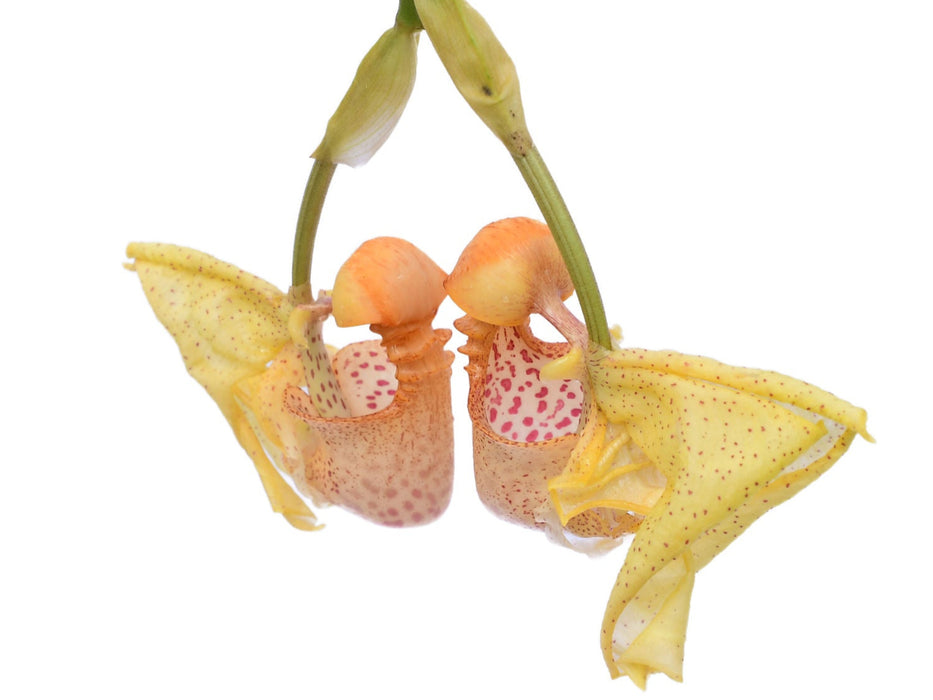 Coryanthes MacRosea