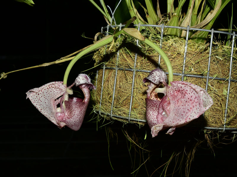 Coryanthes alborosea