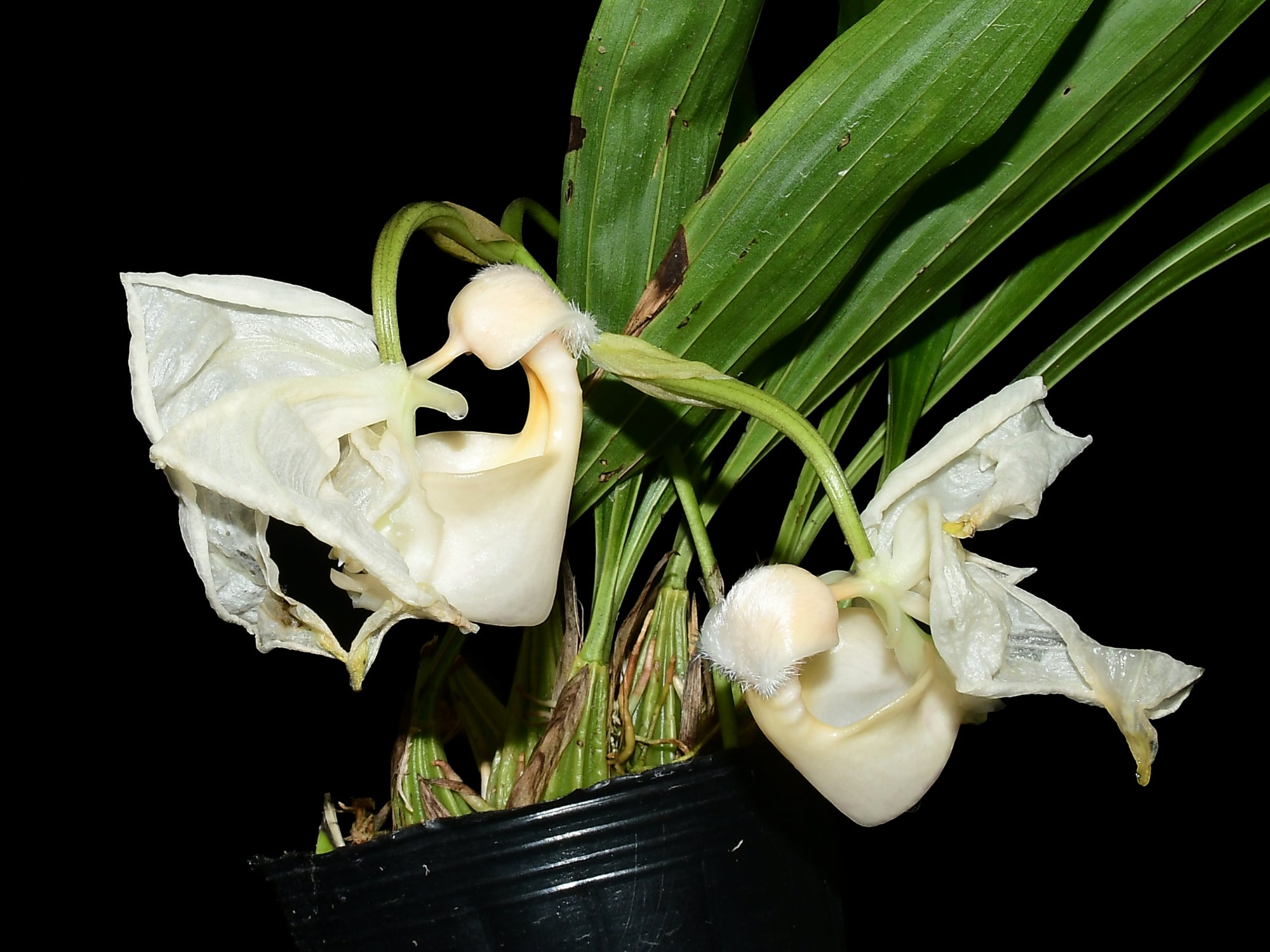 Coryanthes alborosea alba