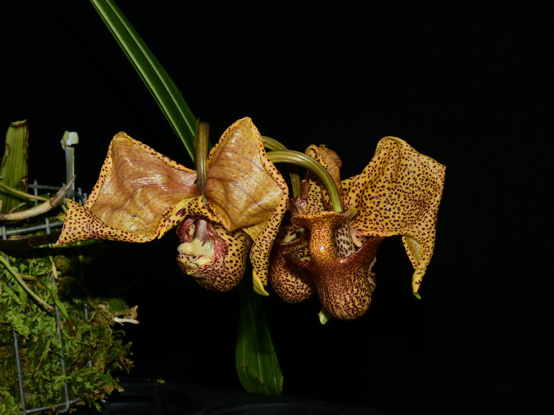 Coryanthes elegantium