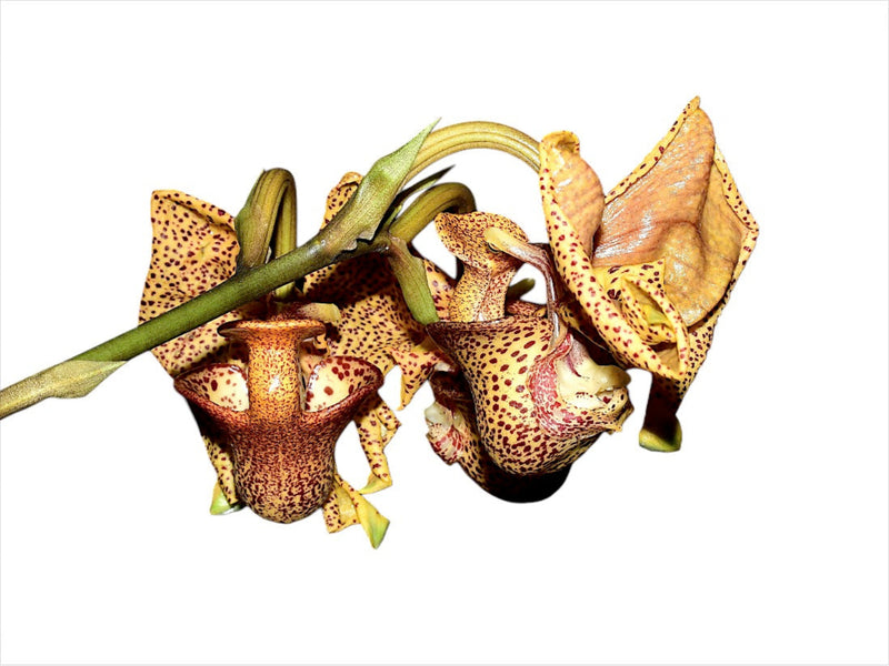 Coryanthes elegantium