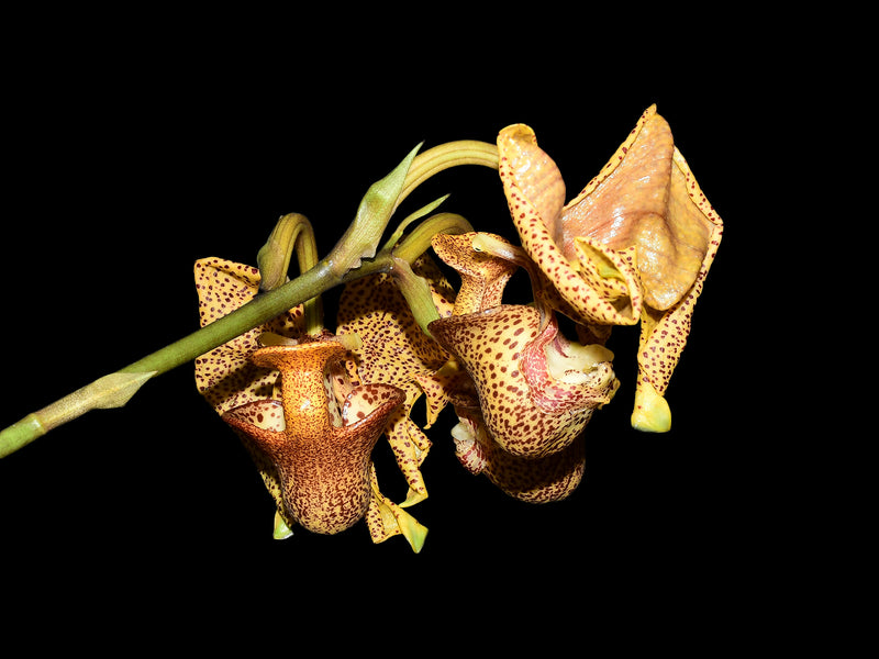Coryanthes elegantium