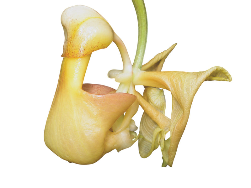 Coryanthes hunteriana
