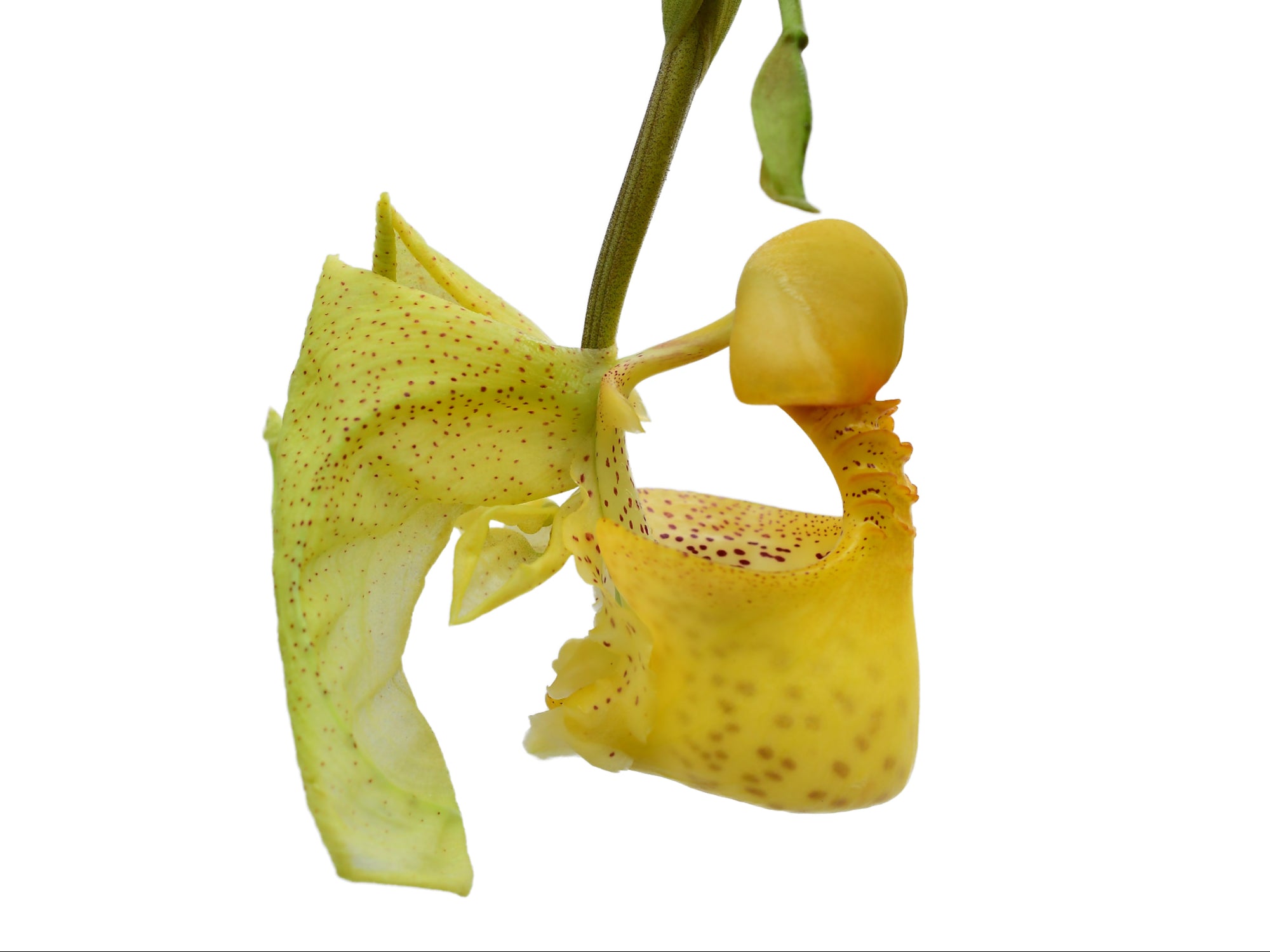 Coryanthes macrantha