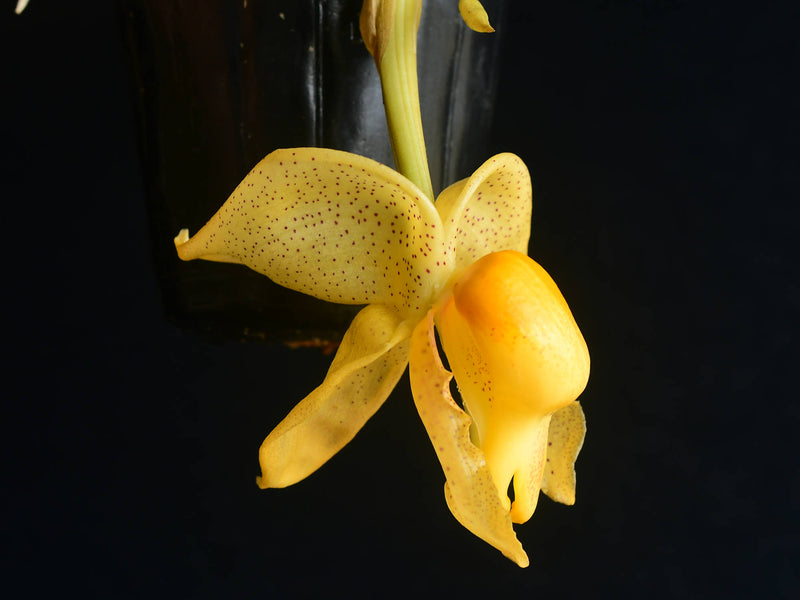 Coryanthes macrantha x Stanhopea tricornis