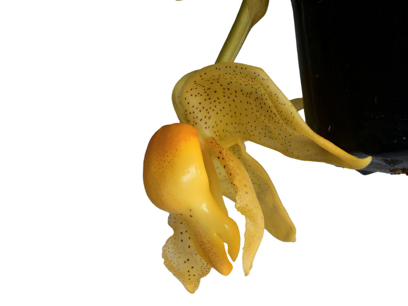 Coryanthes macrantha x Stanhopea tricornis