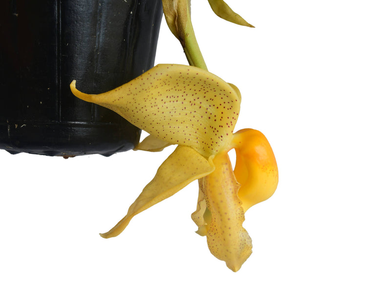 Coryanthes macrantha x Stanhopea tricornis