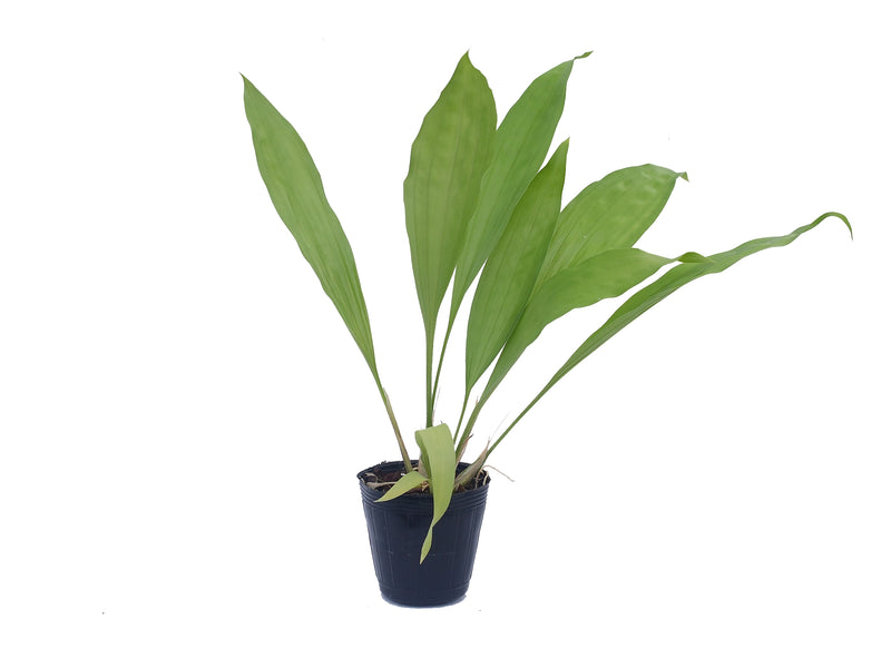 Coryanthes macrantha x Stanhopea tricornis