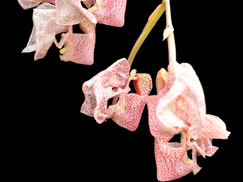 Coryanthes schmidtii