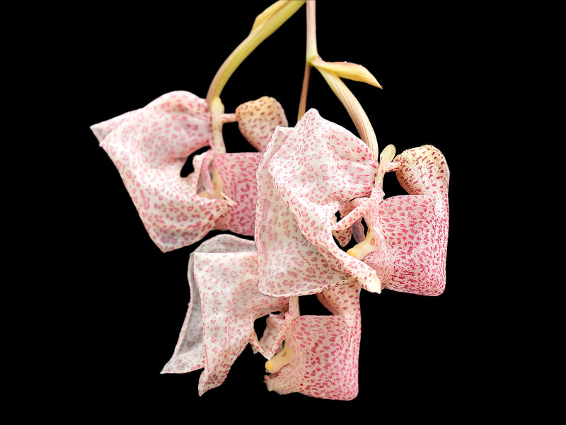 Coryanthes schmidtii