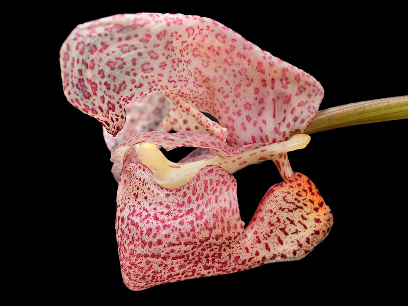 Coryanthes schmidtii