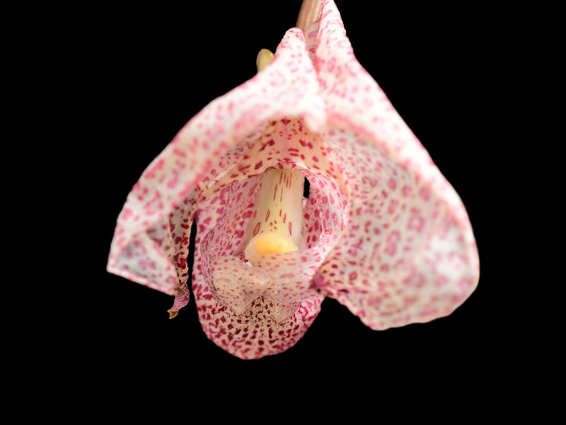 Coryanthes schmidtii