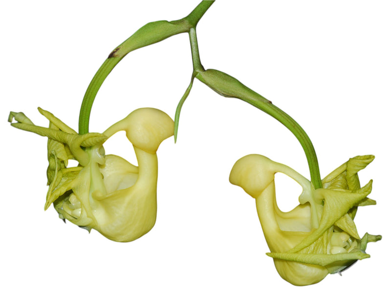 Coryanthes speciosa alba