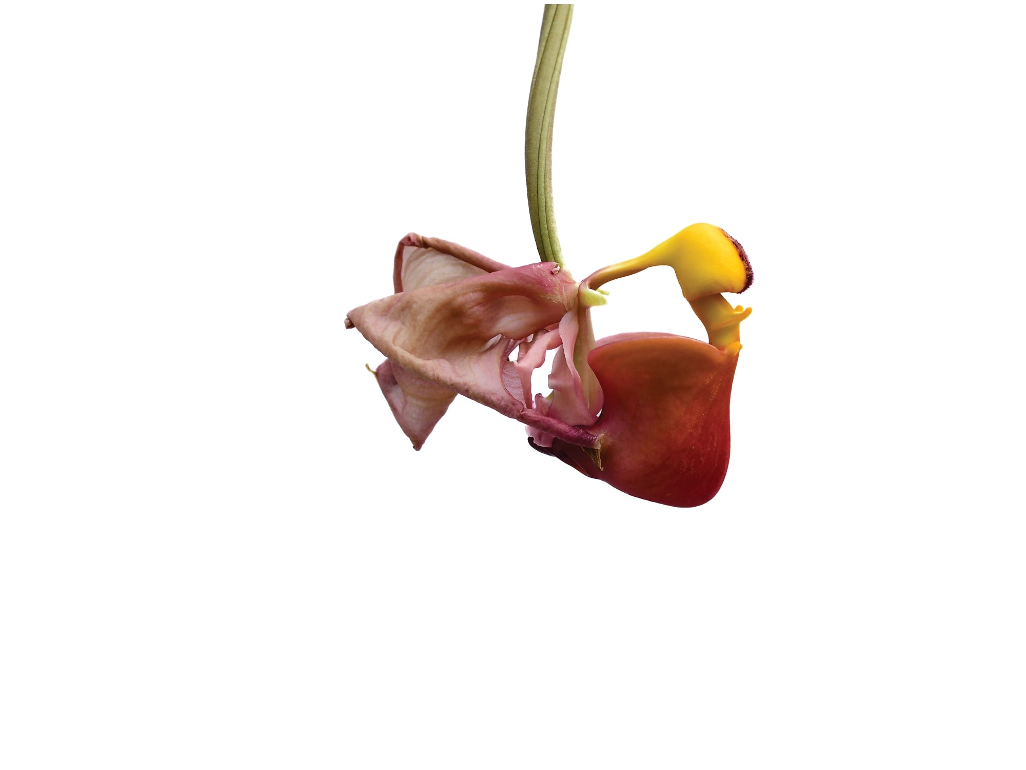 Coryanthes trifoliata