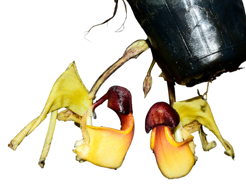 Coryanthes verrucolineata