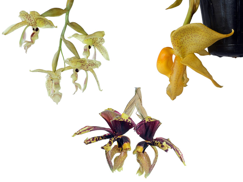 Coryhopea Bundle