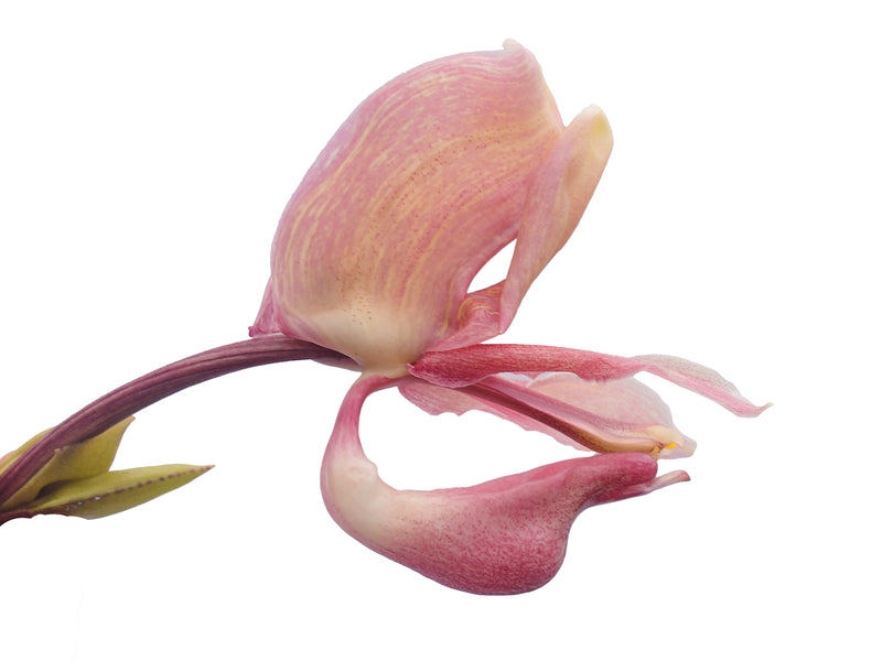 Coryhopea Ecuagenera