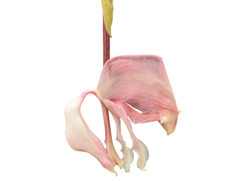 Coryhopea Ecuagenera