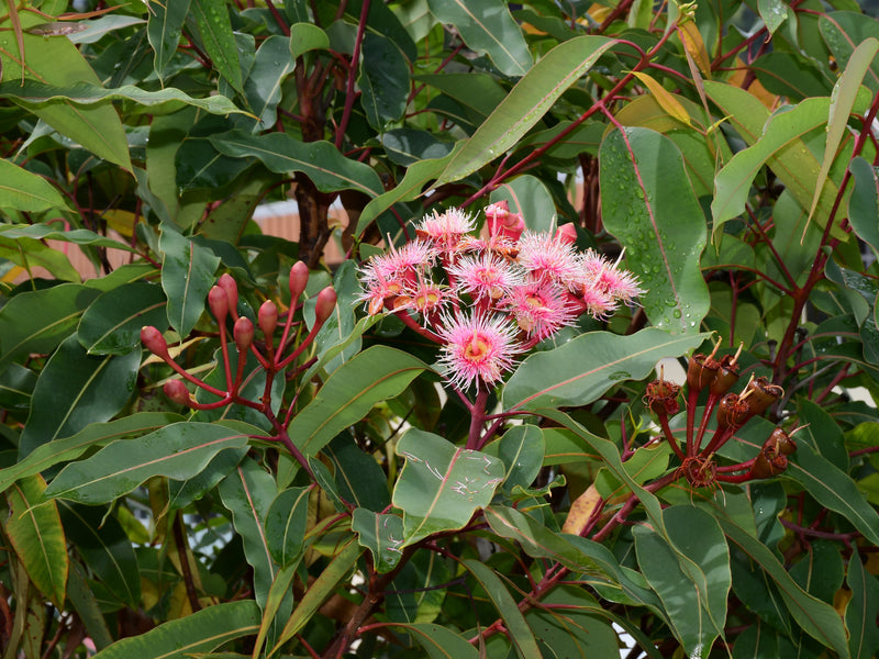 Corymbia ficifolia