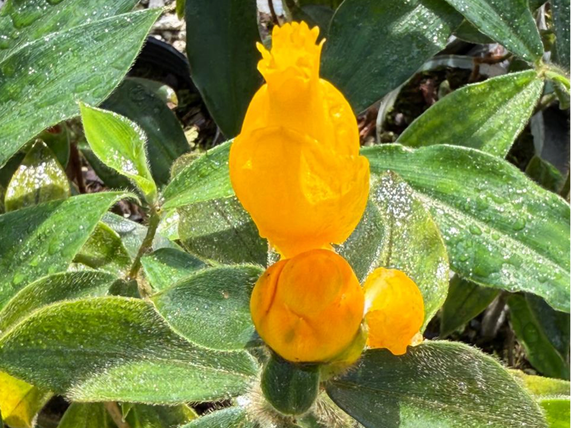Costus lasius