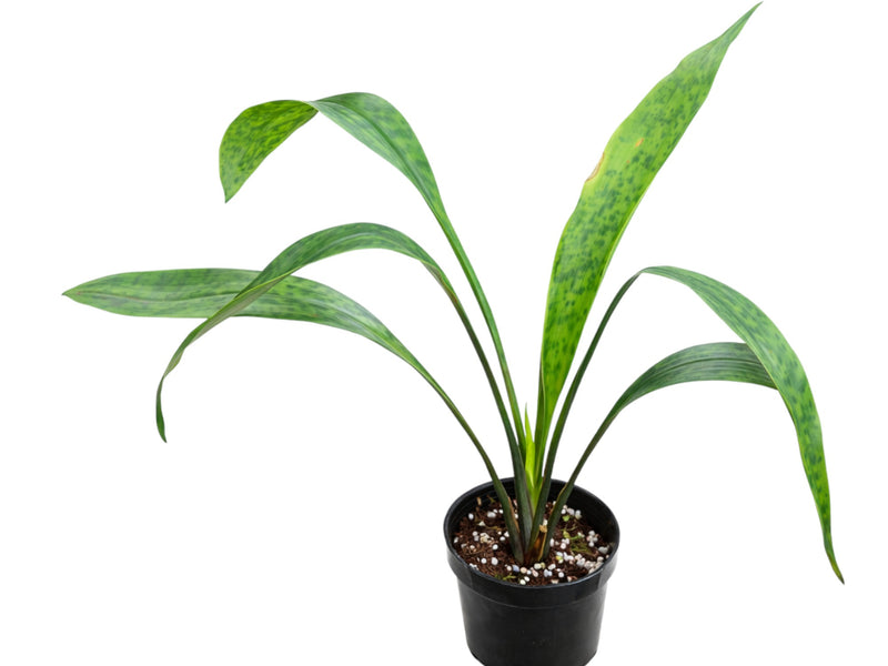 Cryptanthus beuckeri