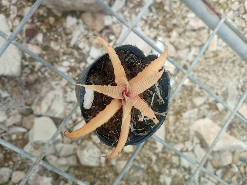 Cryptanthus fosterianus