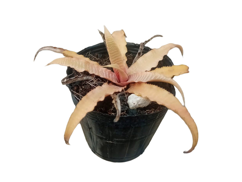 Cryptanthus fosterianus