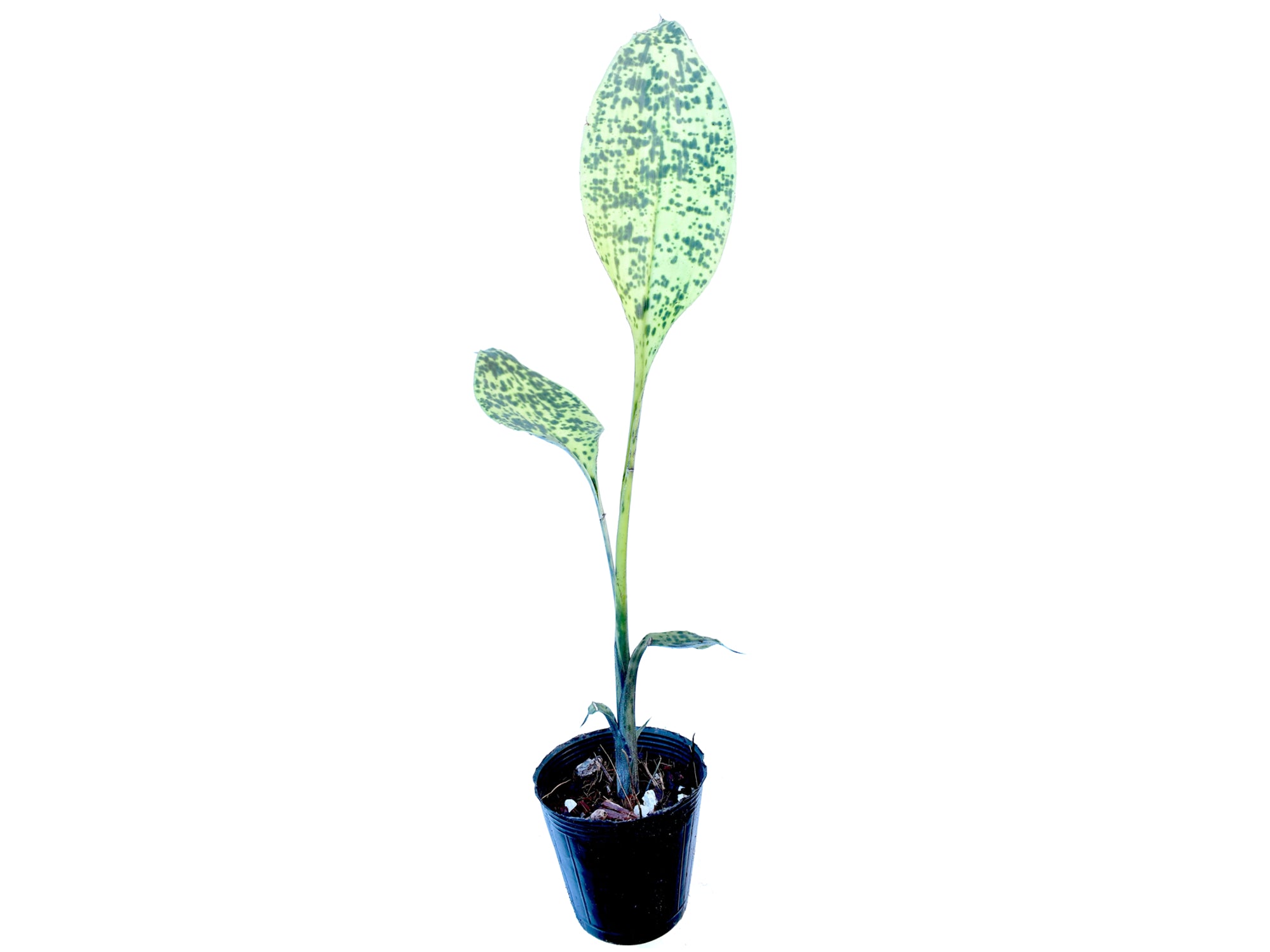 Cryptanthus beuckeri