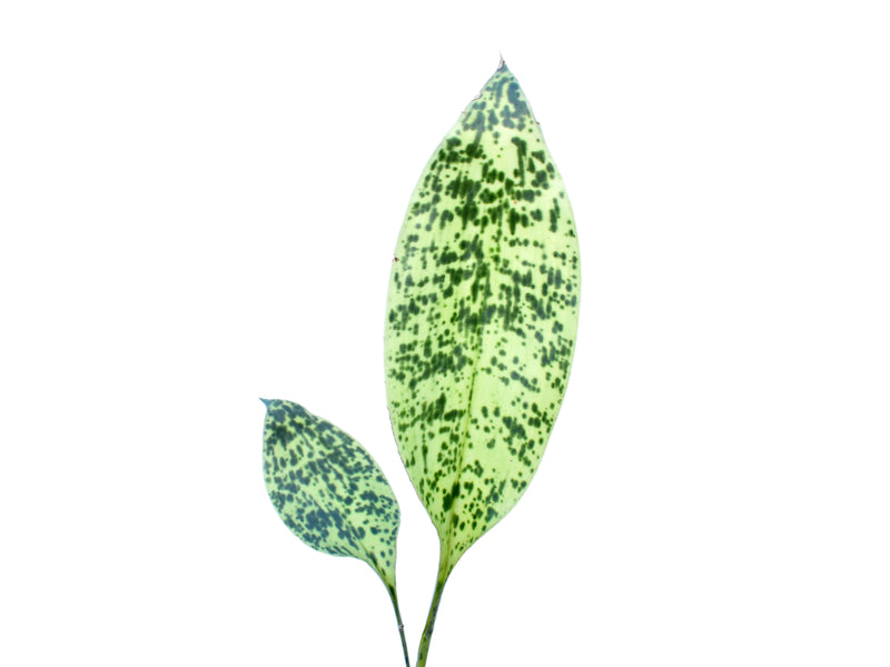 Cryptanthus beuckeri