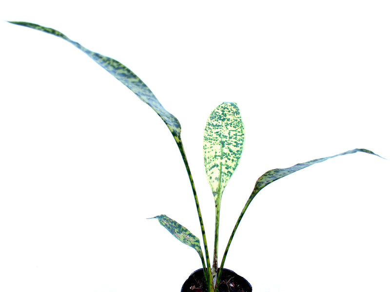Cryptanthus beuckeri