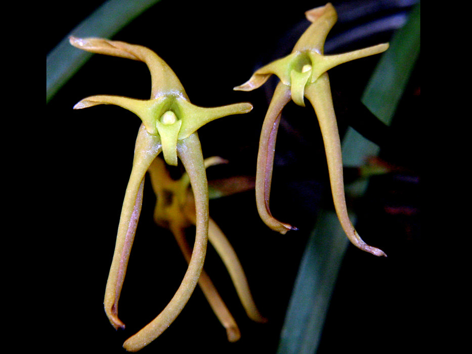 Cryptanthus fosterianus