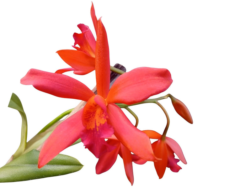 Cattlianthe Kiat Tan