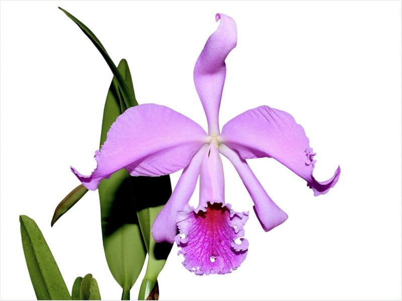 Cattleya Milo (1910)