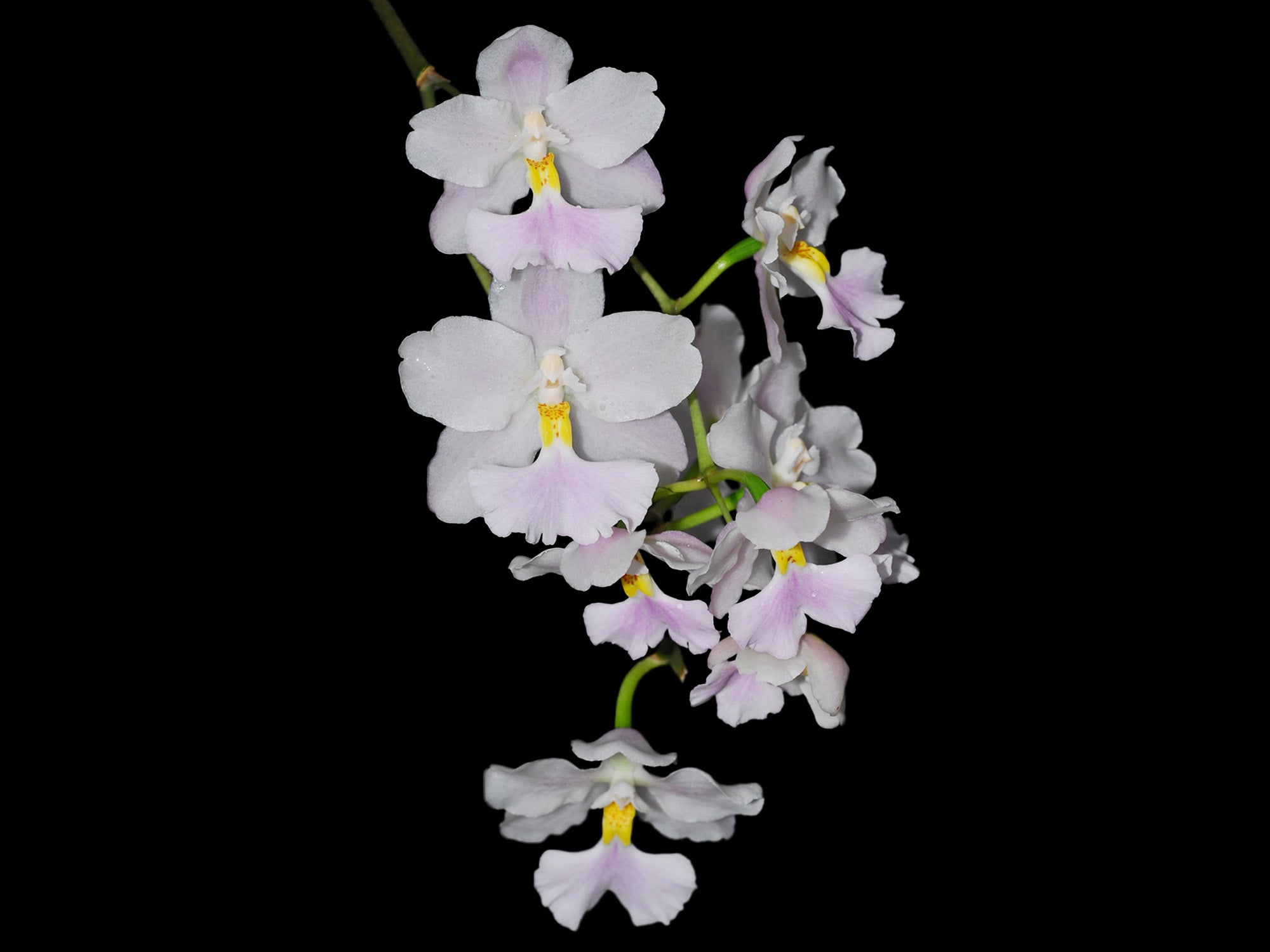 Cuitlauzina pendula