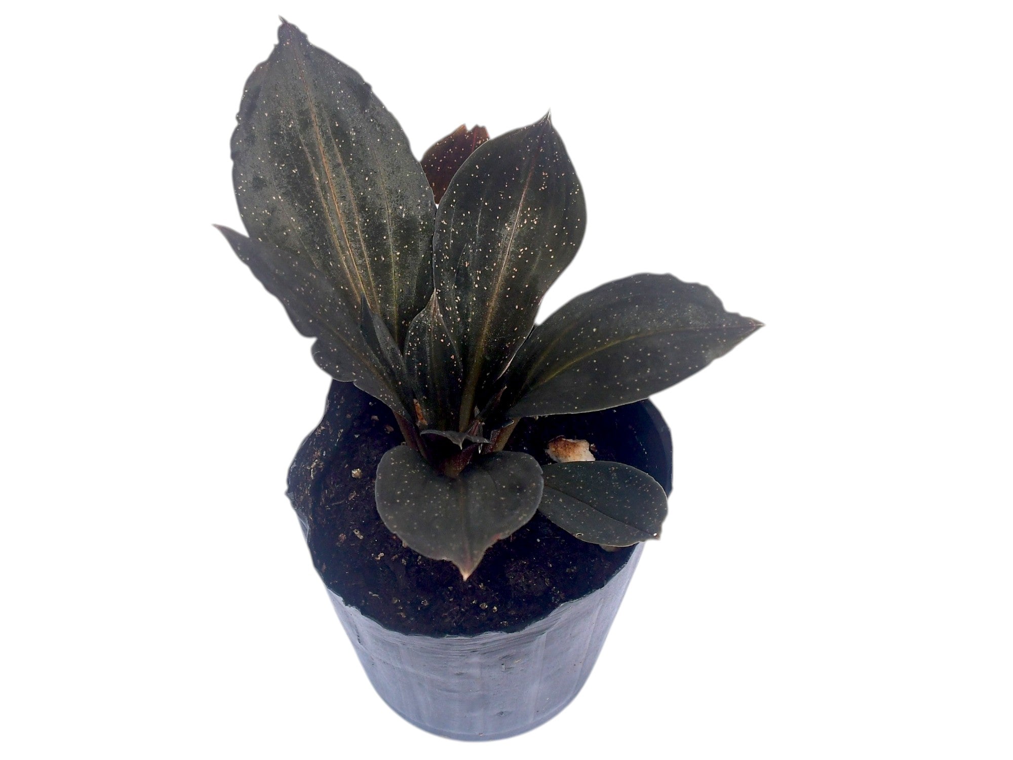 Cyclopogon epiphyticus