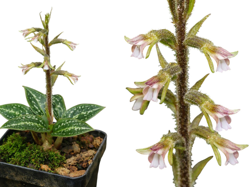 Cyclopogon epiphyticus